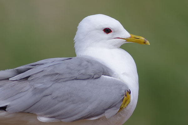 Sturmmöwe Kopfportrait