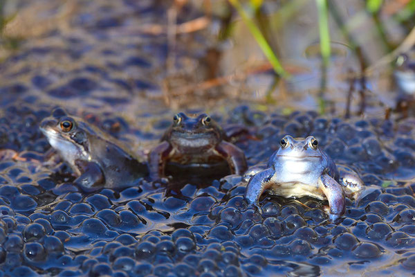Moorfrosch