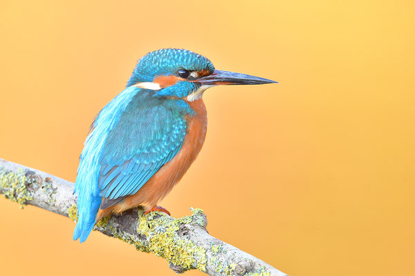 Eisvogel