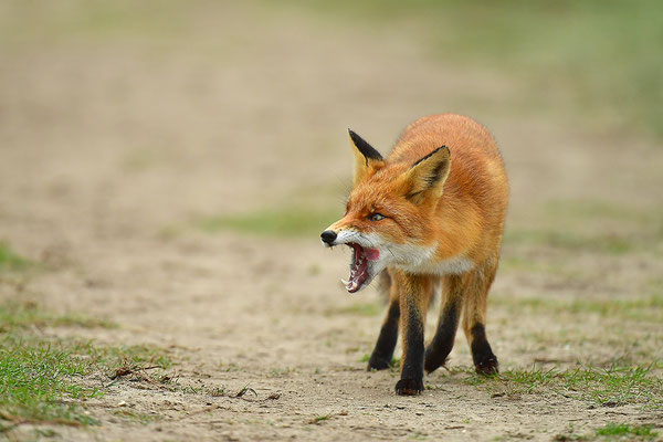 Fuchs