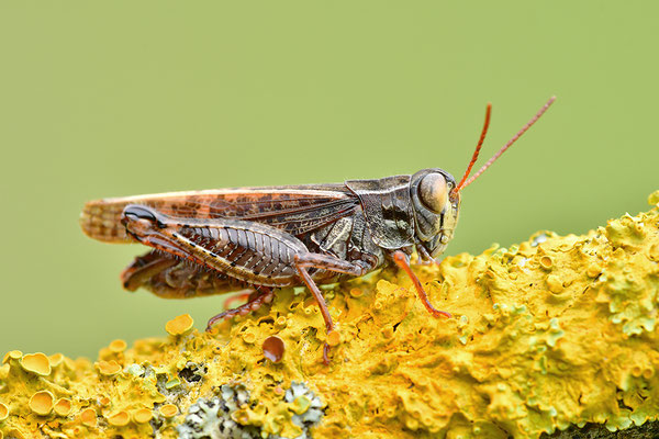 Italienische Schönschrecke, Männchen