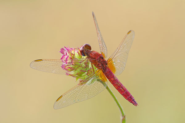 Feuerlibelle Männchen