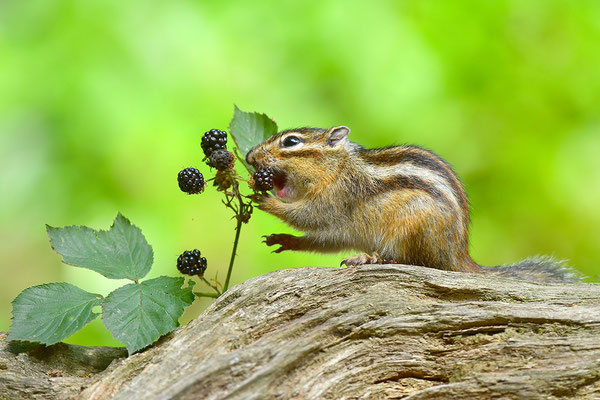 Sibirisches Streifenhörnchen