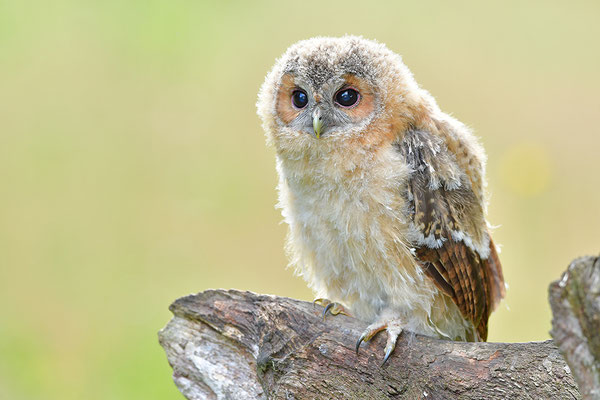 Waldkauz Jungvogel