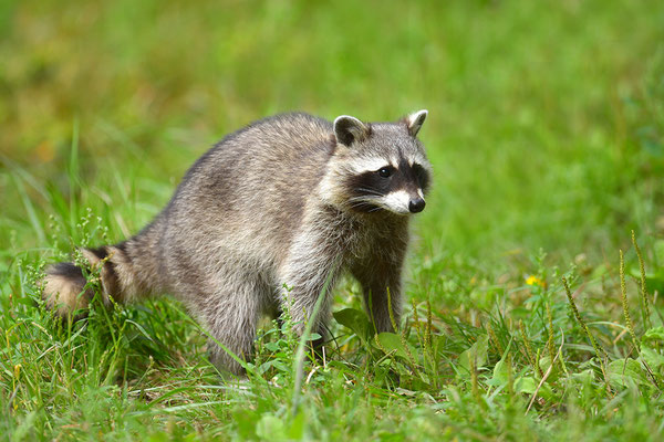 Waschbär