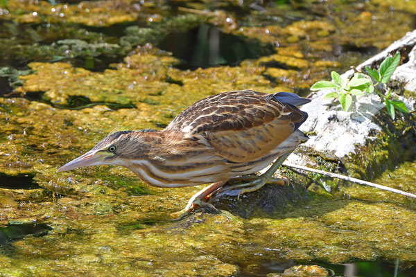 Zwergdommel Jungvogel