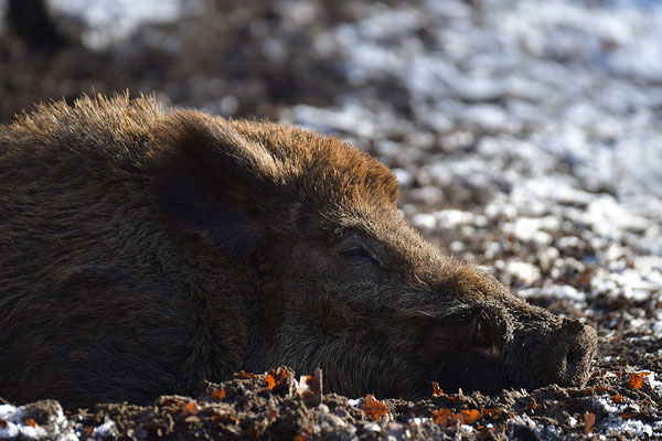 Wildschwein