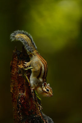 Sibirisches Streifenhörnchen