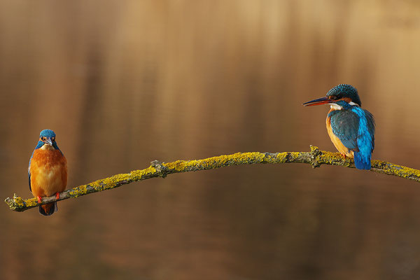 Eisvogel Paar