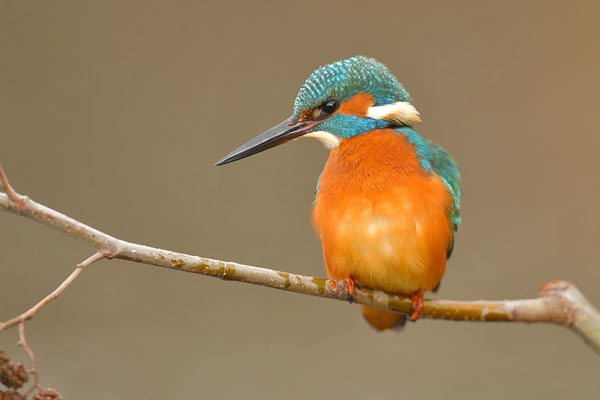 Eisvogel