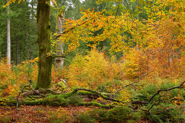 Urwald Nationalpark Eifel