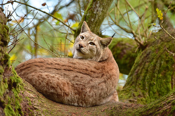 Luchs im Baum