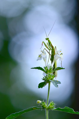 Gottesanbeterin Männchen