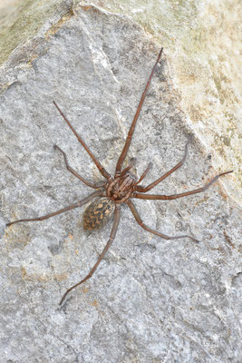 Große Winkelspinne, Hauswinkelspinne