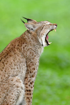Luchs gähnend