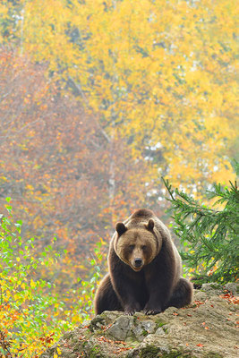 Braunbär