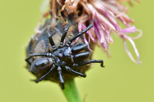 Tapezierspinne Männchen