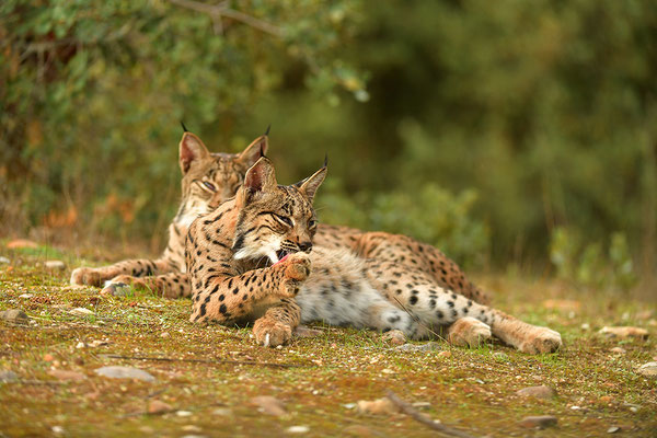 Pardelluchs