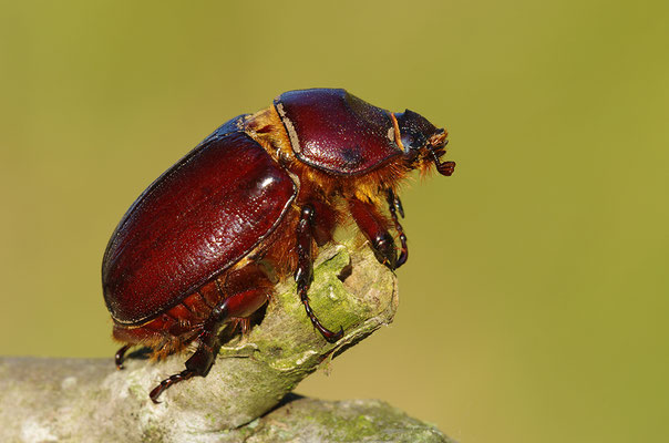 Nashornkäfer Weibchen