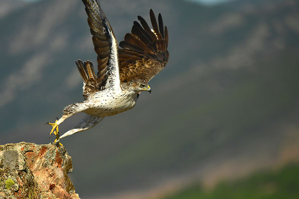 Habichtsadler