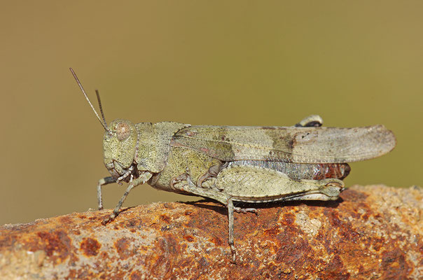 Blauflügelödlandschrecke