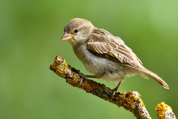 Haussperling Jungvogel