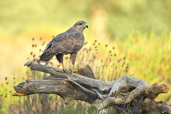 Mäusebussard