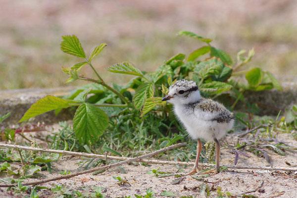 Sandregenpfeifer Jungvogel
