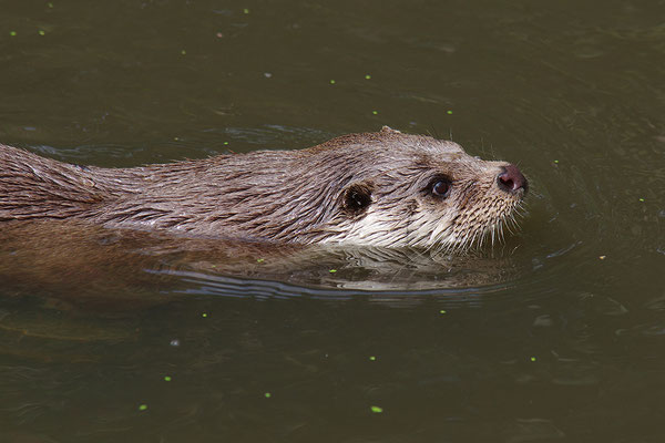 Fischotter