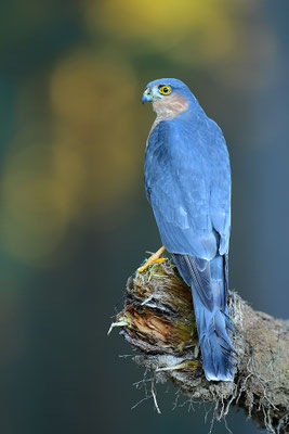 Sperber Männchen