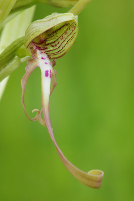 Bocksriemenzunge Einzelblüte