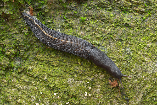 Schwarzer Schnegel