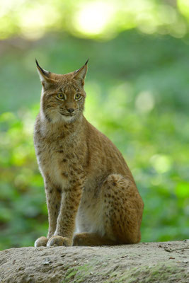 Luchs