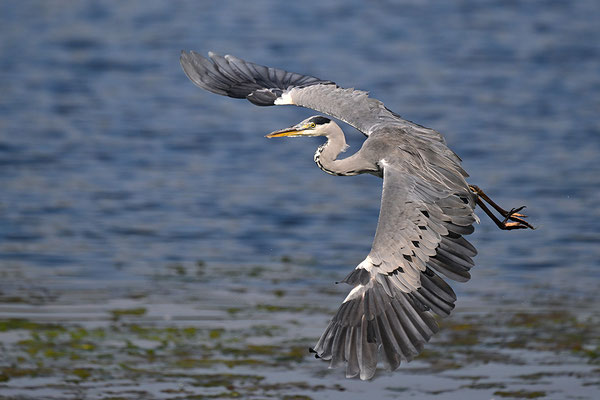 Graureiher im Flug