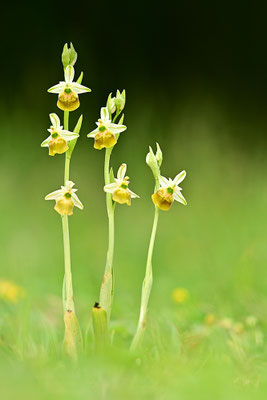 Gelbe Hummelragwurz flavescens
