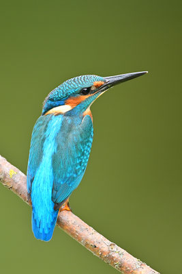 Eisvogel