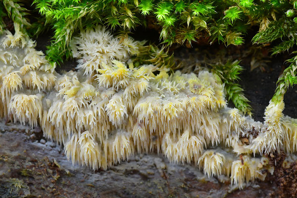 Rindenpilz