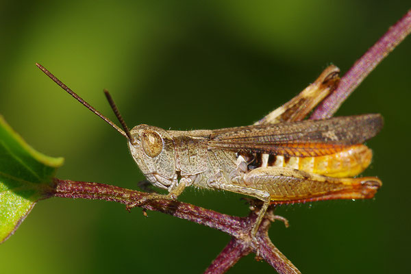 Steppengrashüpfer