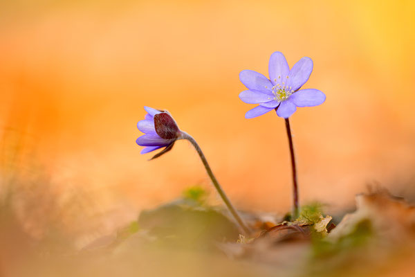 Leberblümchen