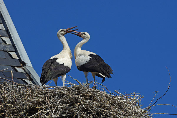 Weißstorch Jungvögel