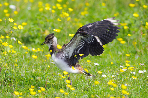 Kiebitz Jungvogel