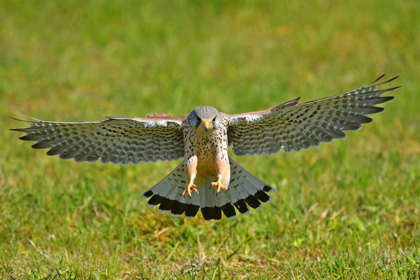 Turmfalke im Anflug