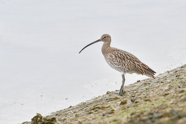 Großer Brachvogel