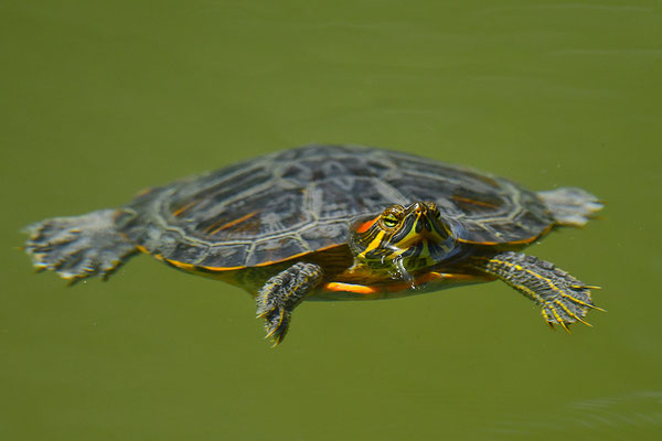 Rotwangenschmuckschildkröte