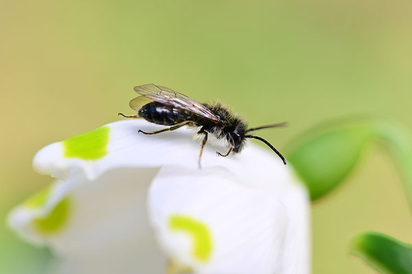 Märzbecher