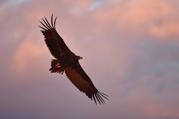 Mönchsgeier im Abendlicht