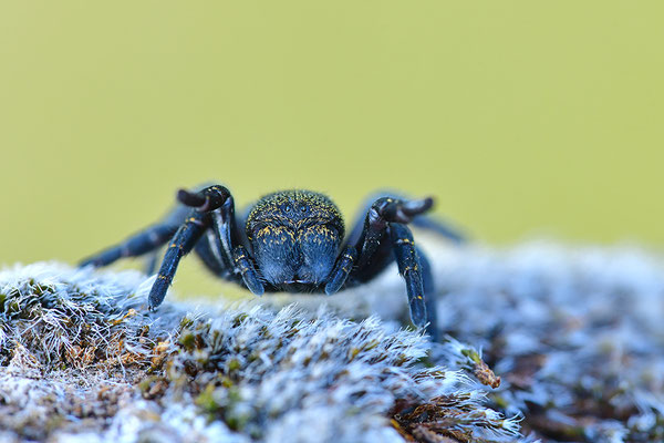 Rote Röhrenspinne, Weibchen