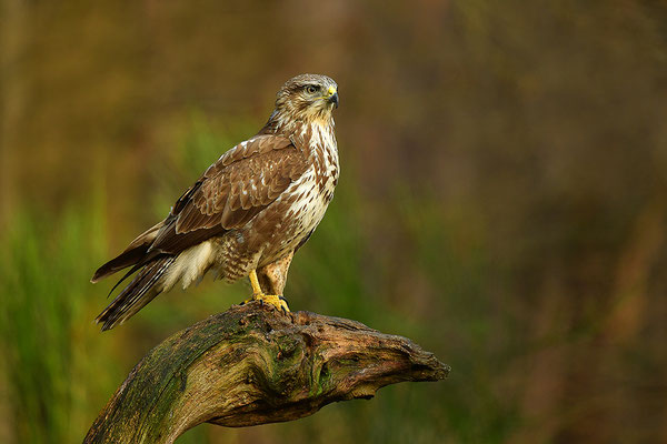 Mäusebussard