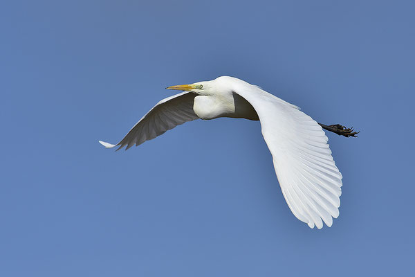 Silberreiher im Flug