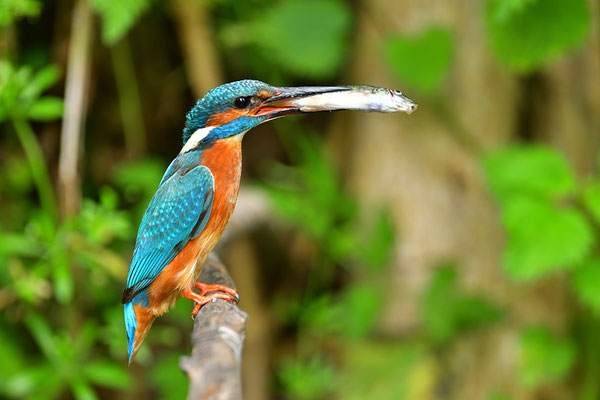 Eisvogel fütternd